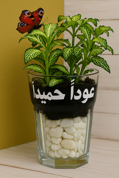 توزيعات نبتة الاعصاب - الفتونيا / Fittonia Plant Giveaways
