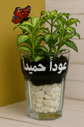 توزيعات نبتة الاعصاب - الفتونيا / Fittonia Plant Giveaways
